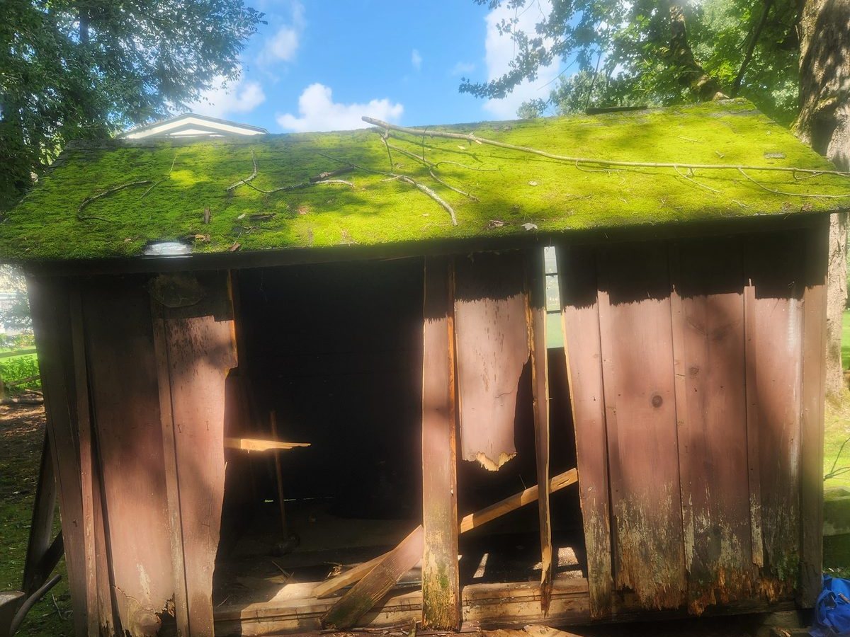 Collapsing rotted shed before removal in Central NY
